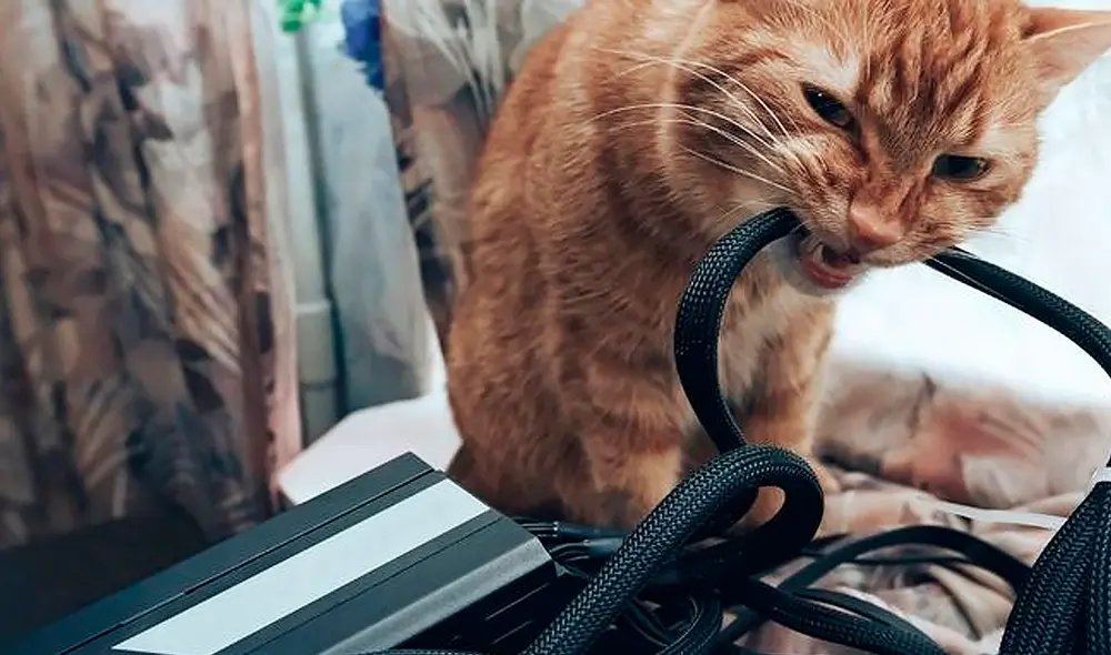 El corte de luz, que afectó a varias zonas de Salta, fue provocado por el accionar de un gato en la Estación Transformadora de Salta Sur. Foto: Shutterstock El corte de luz, que afectó a varias zonas de Salta, fue provocado por el accionar de un gato en la Estación Transformadora de Salta Sur. Foto: Shutterstock