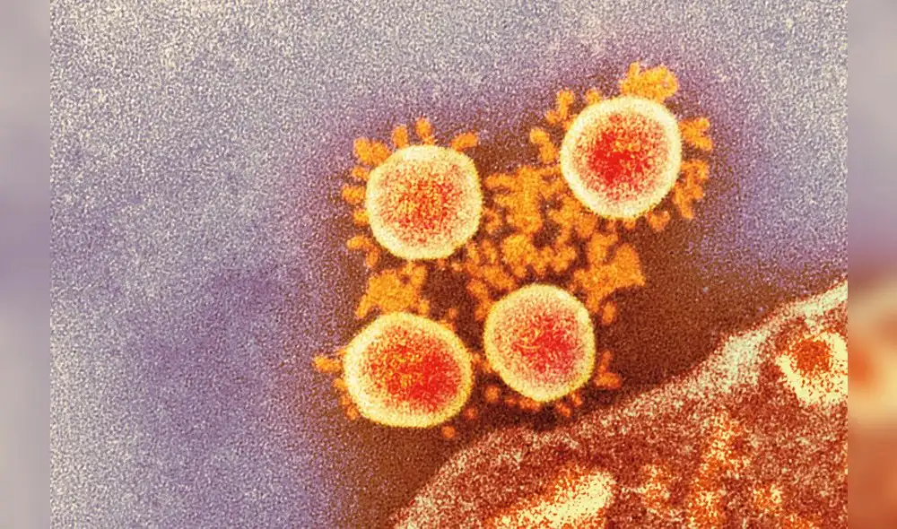 Micrografía electrónica de transmisión (TEM) coloreada de partículas de coronavirus SARS-CoV-2. Foto: Servicio Nacional de Infecciones / SCI. Micrografía electrónica de transmisión (TEM) coloreada de partículas de coronavirus SARS-CoV-2. Foto: Servicio Nacional de Infecciones / SCI.