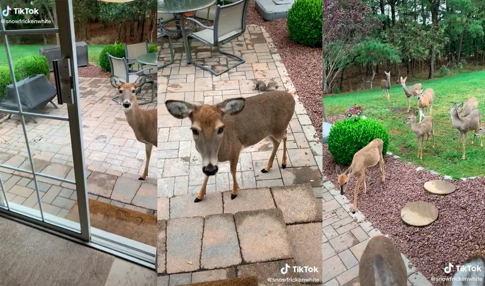 La inusual escena cautivó a miles de usuarios de las redes sociales. Foto: captura de TikTok