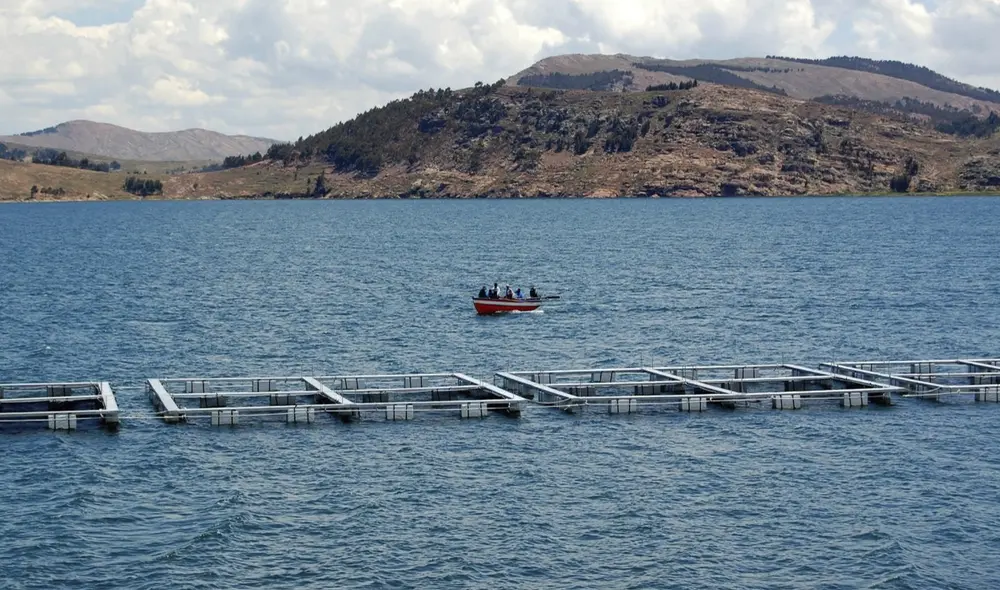 Lo extraído del Titicaca juega un rol importante en la seguridad alimentaria y nutrición de las familias de los pescadores. Foto: difusión Lo extraído del Titicaca juega un rol importante en la seguridad alimentaria y nutrición de las familias de los pescadores. Foto: difusión