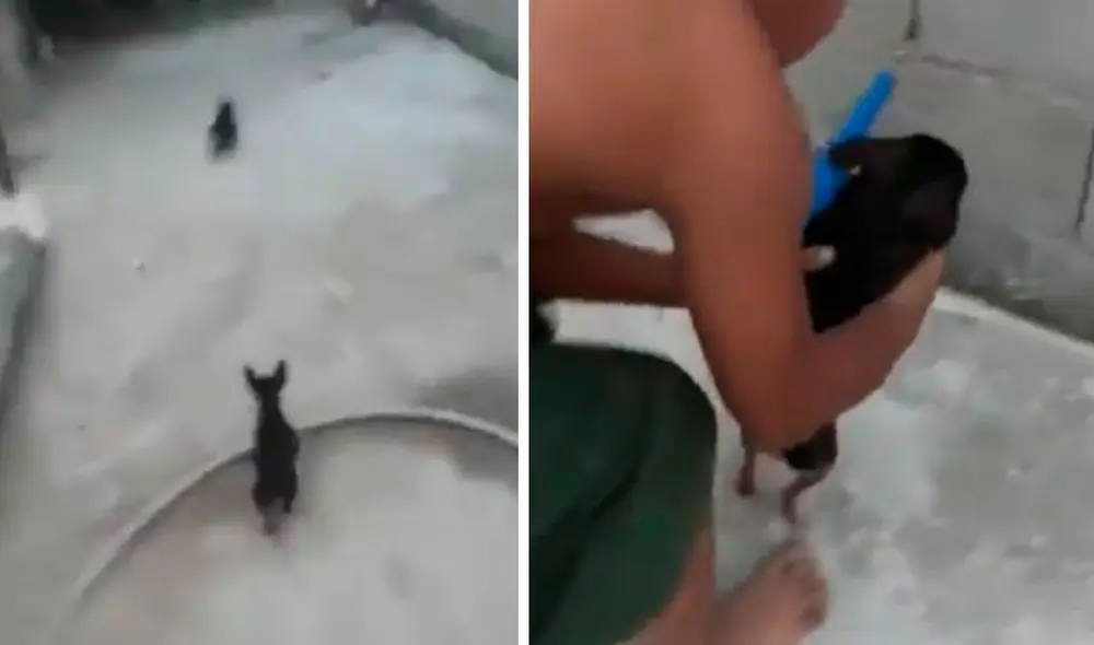 Un pequeño se quiso divertir con sus perritos, pero no imaginó que estos iban a sorprender con su actuación cuando fingieron una intervención policial. Foto: captura de Facebook