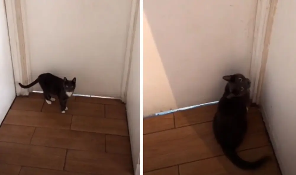 TikTok viral: gatita espera día y noche a su dueño en la puerta desde que se fue a vivir al extranjero TikTok viral: gatita espera día y noche a su dueño en la puerta desde que se fue a vivir al extranjero