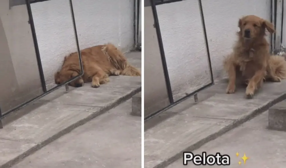Miles de usuarios han quedado fascinados al ver la conducta de este perrito. Foto: captura de TikTok Miles de usuarios han quedado fascinados al ver la conducta de este perrito. Foto: captura de TikTok