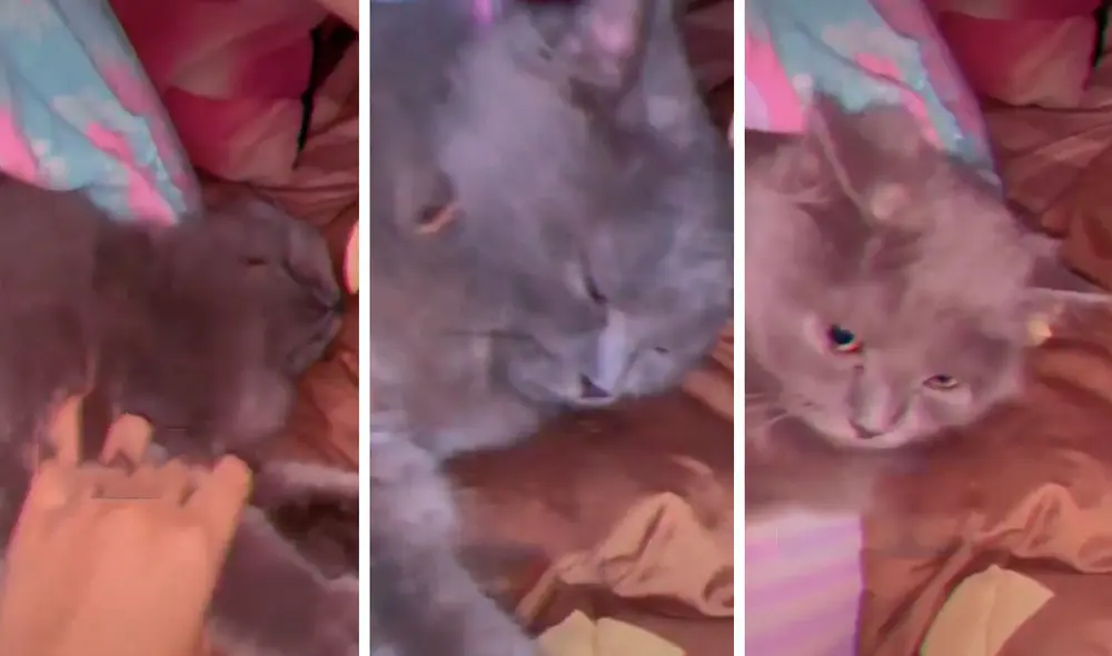 Una joven vio que su querida mascota no se movía e hizo todo lo posible para saber lo que pasaba; sin embargo, solo se trató de un gran susto. Foto: captura de YouTube