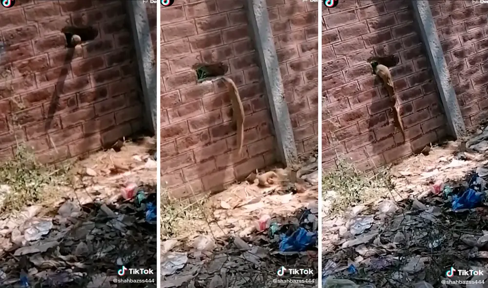 La madre hizo denodados esfuerzos para lograr que su cría subiera un muro. Foto: captura de TikTok