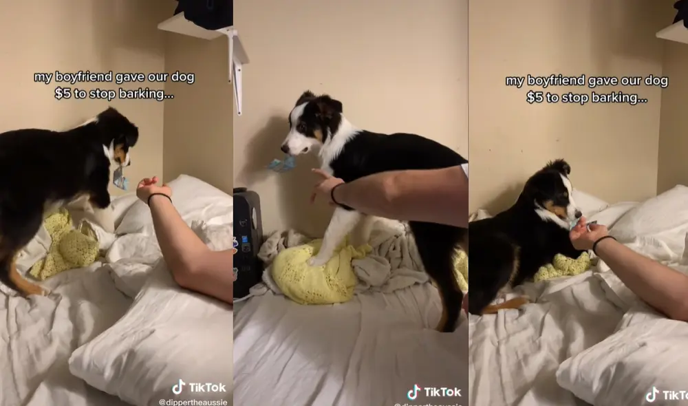 El perrito esquivaba a su dueño cada vez que intentaba recuperar su dinero. Foto: captura de TikTok El perrito esquivaba a su dueño cada vez que intentaba recuperar su dinero. Foto: captura de TikTok