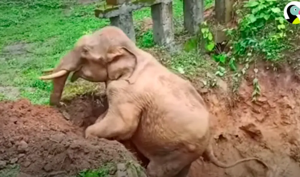 El video viral ha sido publicado en el canal El Dodo. Foto: captura de YouTube