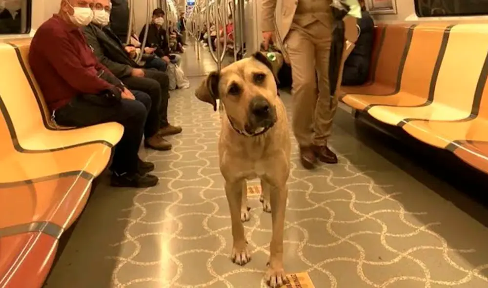 Boji, un perro callejero, ha convertido en algo habitual viajar por una de las ciudades más grande de Europa. Foto: captura de Facebook