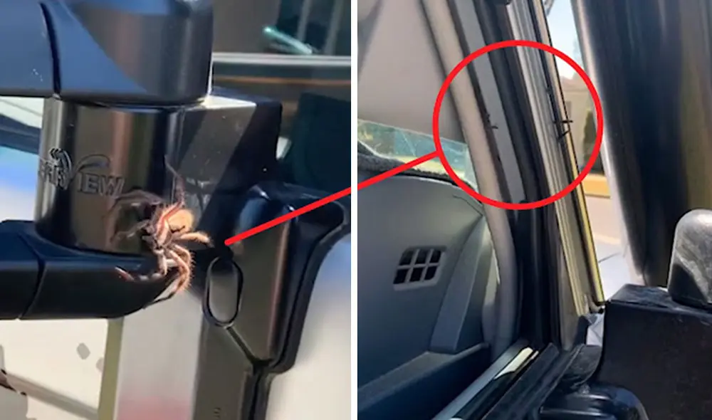 Un hombre alertó a su esposa sobre un pequeño bulto en su auto; sin embargo, cuando se acercaron a averiguar se llevaron una tremenda sorpresa. Foto: captura de YouTube