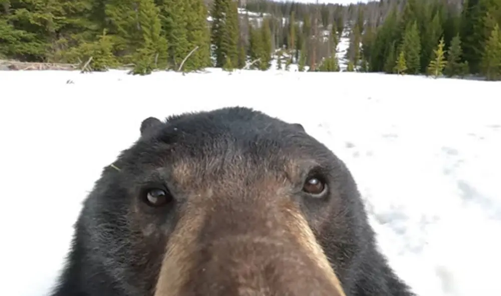 Un joven prendió una pequeña cámara que recogió de la nieve durante su paseo; sin embargo, no imaginó que iba a ver imágenes de un oso que se grabó a sí mismo. Foto: captura de YouTube