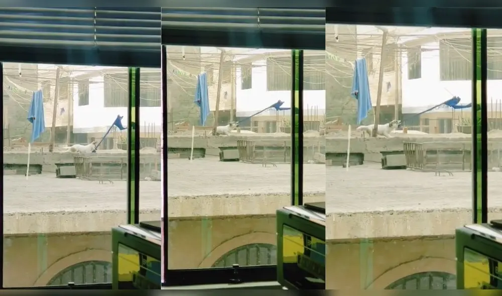 El video cuenta con miles de visualizaciones en redes sociales. Foto: captura de TikTok El video cuenta con miles de visualizaciones en redes sociales. Foto: captura de TikTok