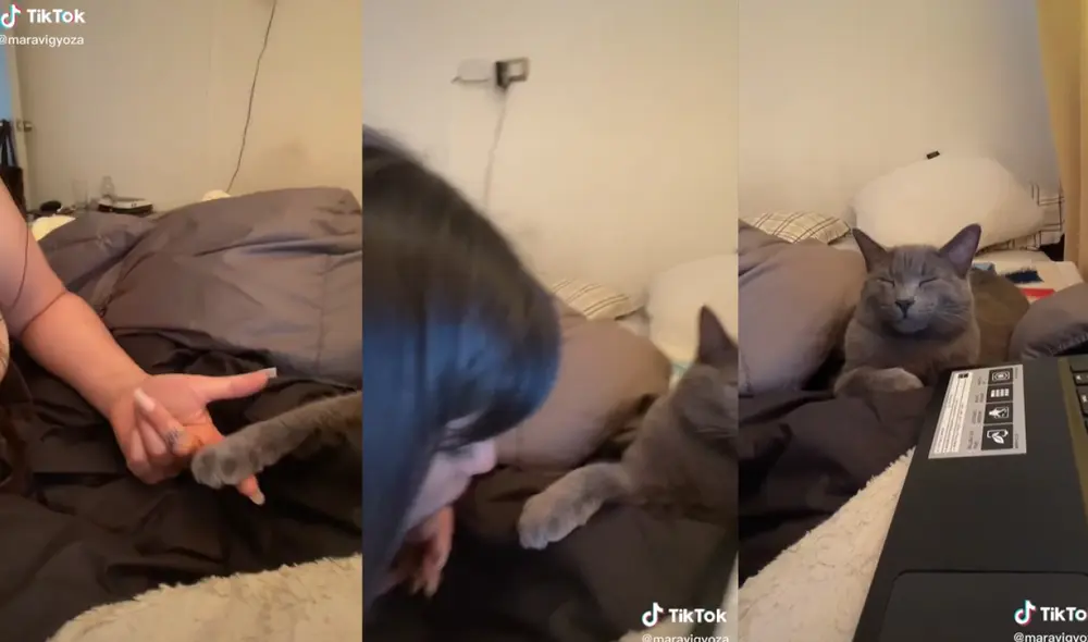 El gato prefirió apartar su patita y hacerse el dormido que continuar con el reto. Foto: captura de TikTok