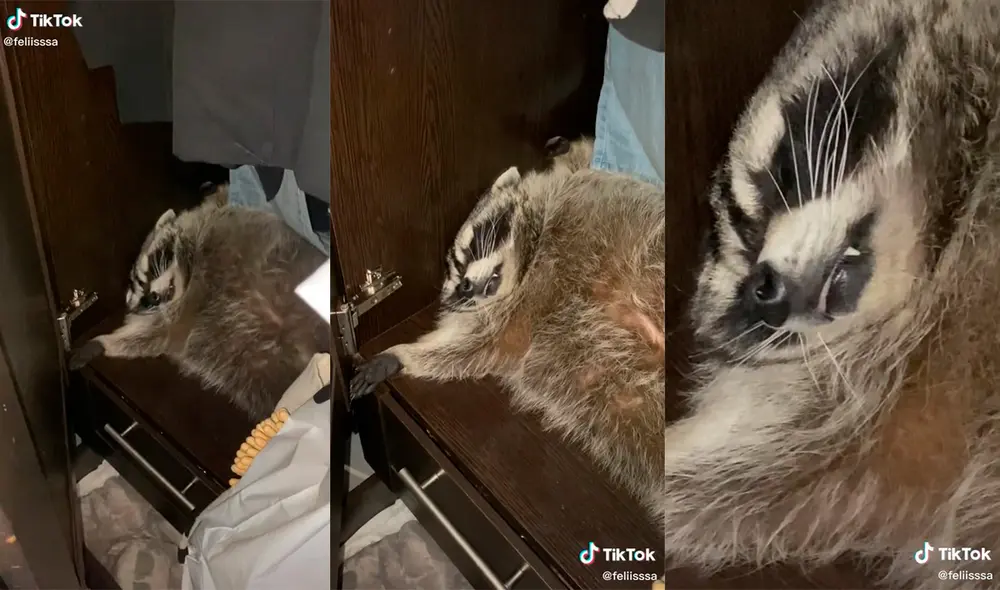 El curioso animal sorprendió a su dueña con una inesperada ocurrencia. Foto: captura de TikTok