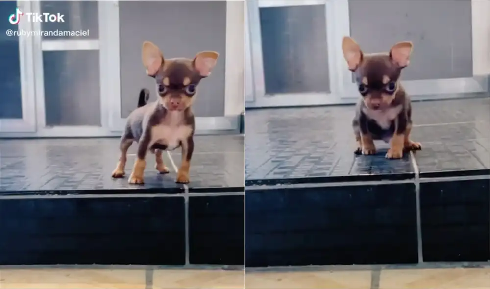 La dueña del perrito, quien fue la encargada de crear y subir el video a TikTok, alcanzó las casi 15 millones de reproducciones . Foto: Captura de video de TikTok