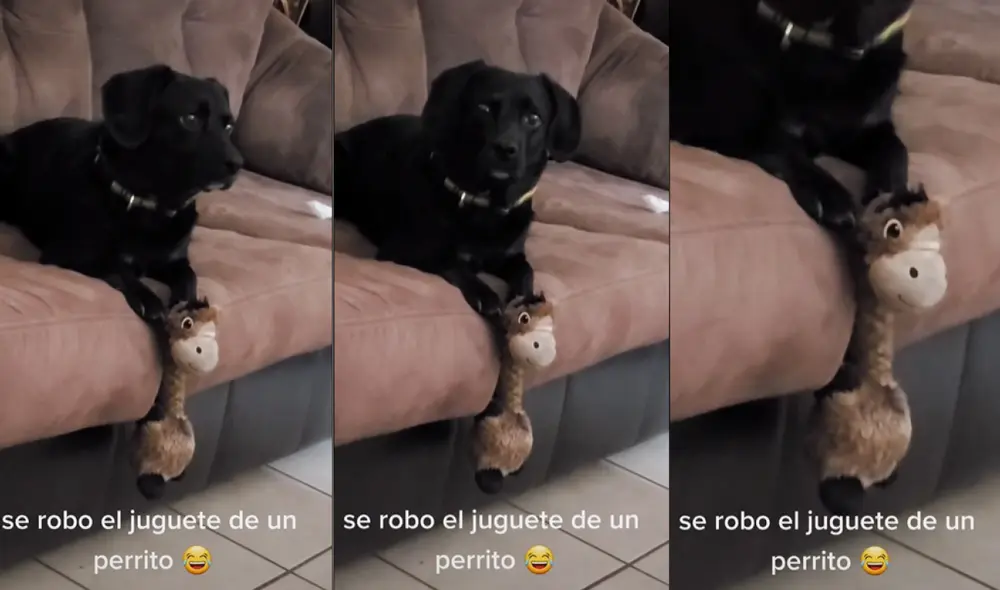 El perrito tuvo que intercambiar su juguete por el objeto que robó. Foto: captura de TikTok El perrito tuvo que intercambiar su juguete por el objeto que robó. Foto: captura de TikTok
