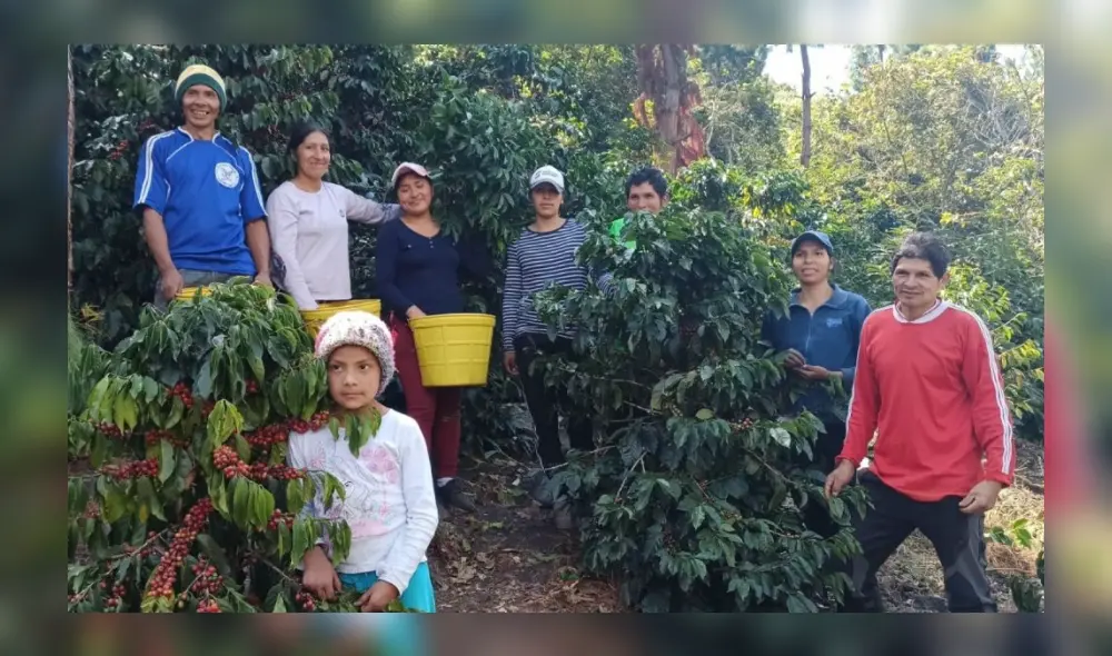 Los miembros de la Cooperativa Sol & Café destacaron la unidad para mejorar la producción cafatalera. Foto: Gobierno Regional de Cajamarca