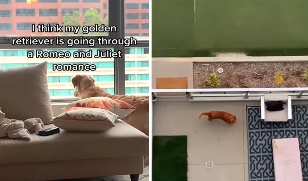 Los perritos nunca se habían conocido; sin embargo, eso no impidió que formen una relación especial. Foto: captura de TikTok