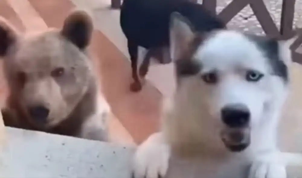 Una mujer abrió la puerta para que sus queridas mascotas ingresen a su casa; sin embargo, un detalle llamó su atención al verlos acompañados de un pequeño oso. Foto: captura de YouTube