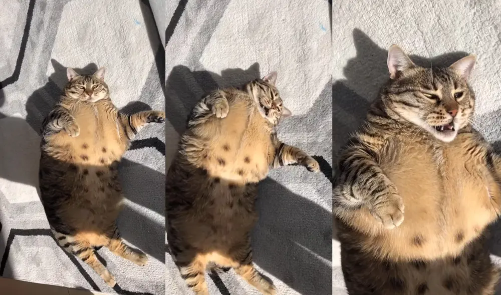 Sus dueños le dan todos los cuidados necesarios para que su mascota se mantenga sana. Foto: captura de YouTube