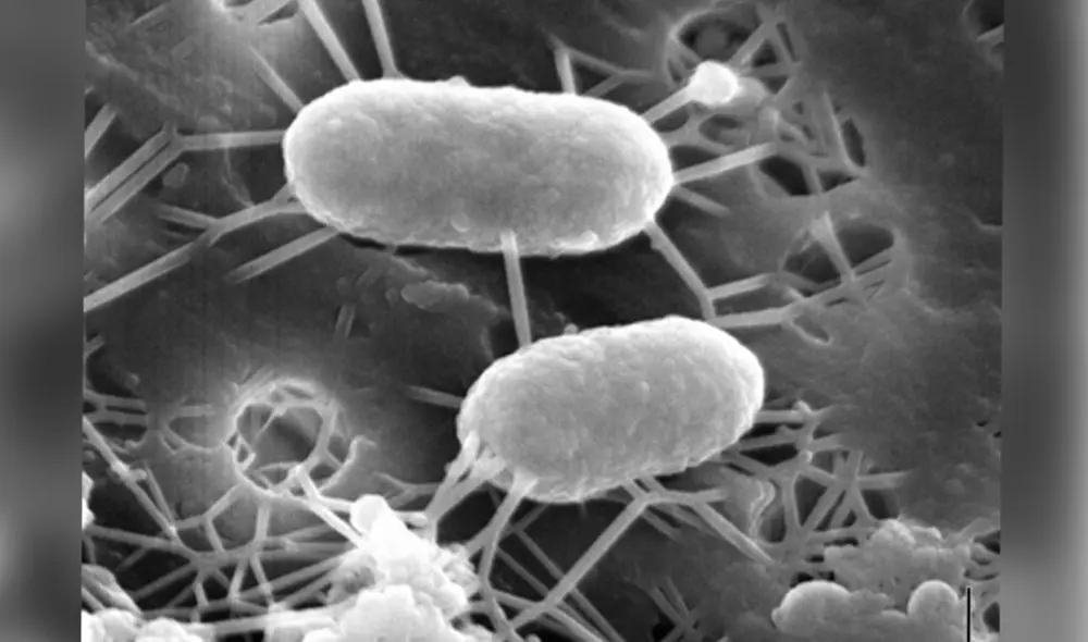 Leptospirillum, conocidas como "bacterias come-metales". Foto: Susan Spiller/ Research Gate