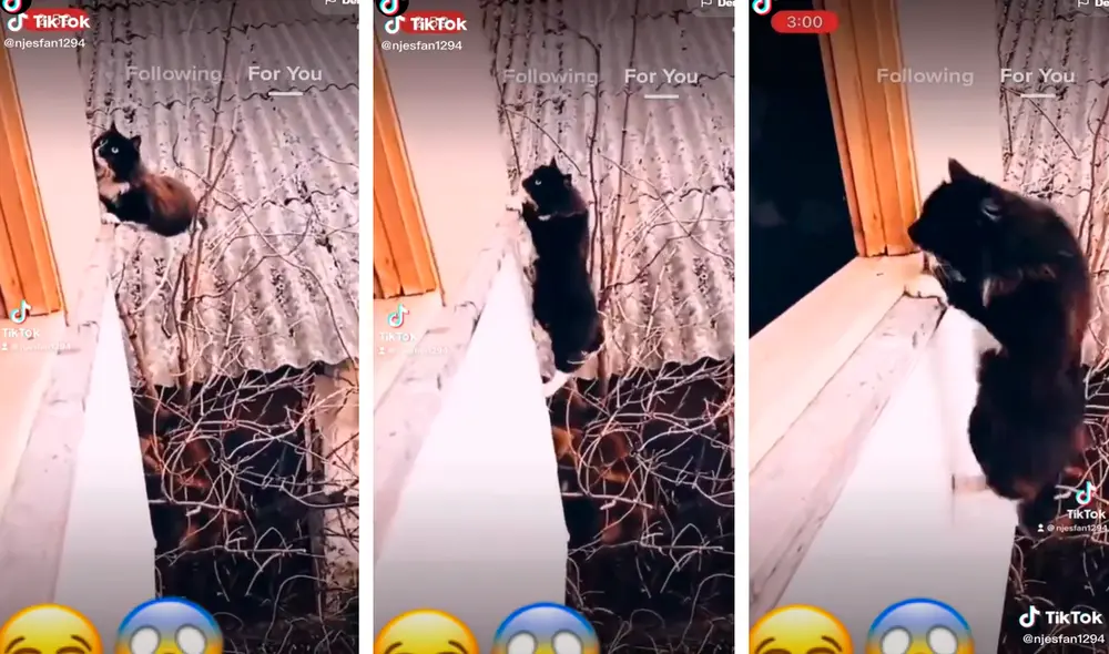 El gatito sorprendió en redes por su gran habilidad para trepar una ventana. Foto: captura de TikTok