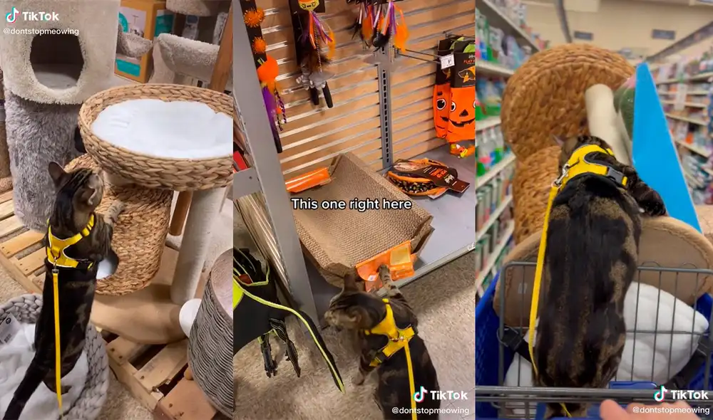 El sujeto desarrolló una tierna dinámica con su mascota. Foto: captura de TikTok