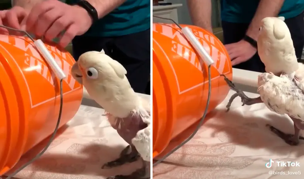 La cacatúa demostró gran talento para la música y se ganó los aplausos de los usuarios en redes sociales. Foto: captura de TikTok