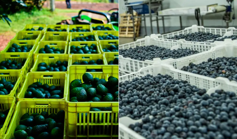 Entre enero y agosto del 2021 las agroexportaciones crecieron un 18% por las mayores ventas de fruta (23%). Foto: composición La República Entre enero y agosto del 2021 las agroexportaciones crecieron un 18% por las mayores ventas de fruta (23%). Foto: composición La República