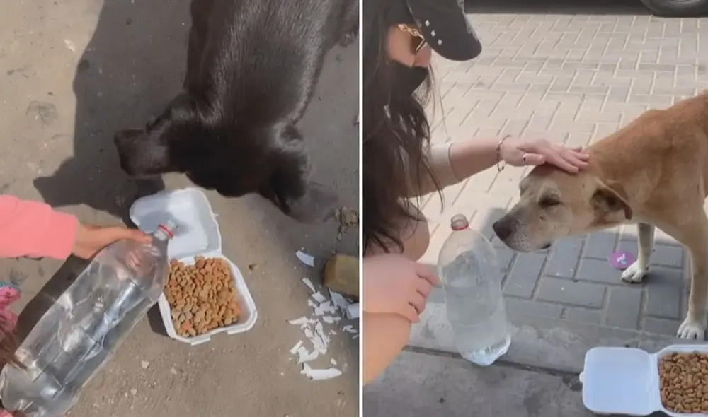 Miles de usuarios han aplaudido la acción de esta madre de familia, quien trata de inculcar el amor hacia los animales a sus hijas. Foto: captura de TikTok