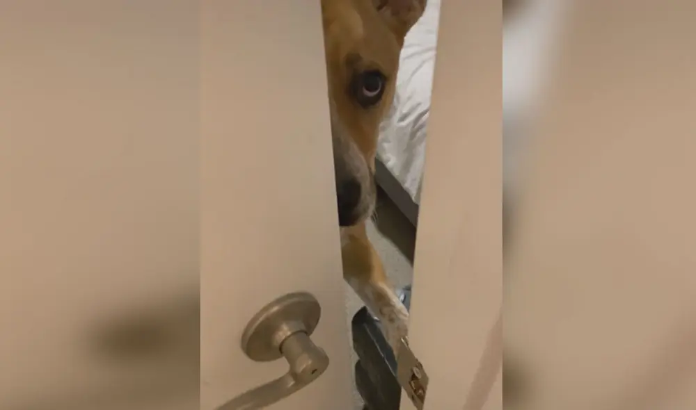 El can estiró su pata hacia la manija de la puerta y la cerró en la cara de su dueña cuando ella quiso ingresar. Foto: captura de TikTok