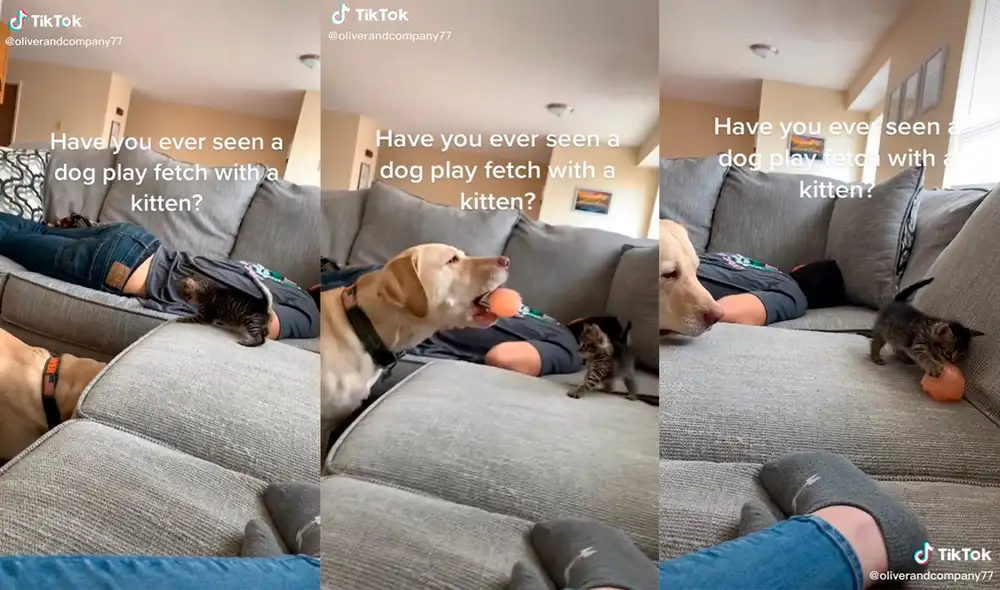 Los animales cautivaron a los presentes con su adorable dinámica. Foto: captura de TikTok