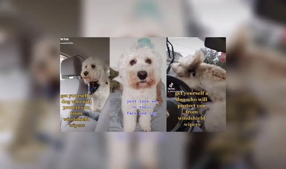 La actitud del can es viral en redes sociales. Foto: captura de TikTok La actitud del can es viral en redes sociales. Foto: captura de TikTok