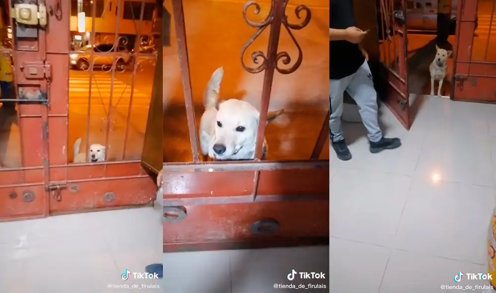 Los comerciantes se llevaron los elogios de miles de cibernautas por el gran gesto de empatía que mostraron. Foto: captura de TikTok Los comerciantes se llevaron los elogios de miles de cibernautas por el gran gesto de empatía que mostraron. Foto: captura de TikTok