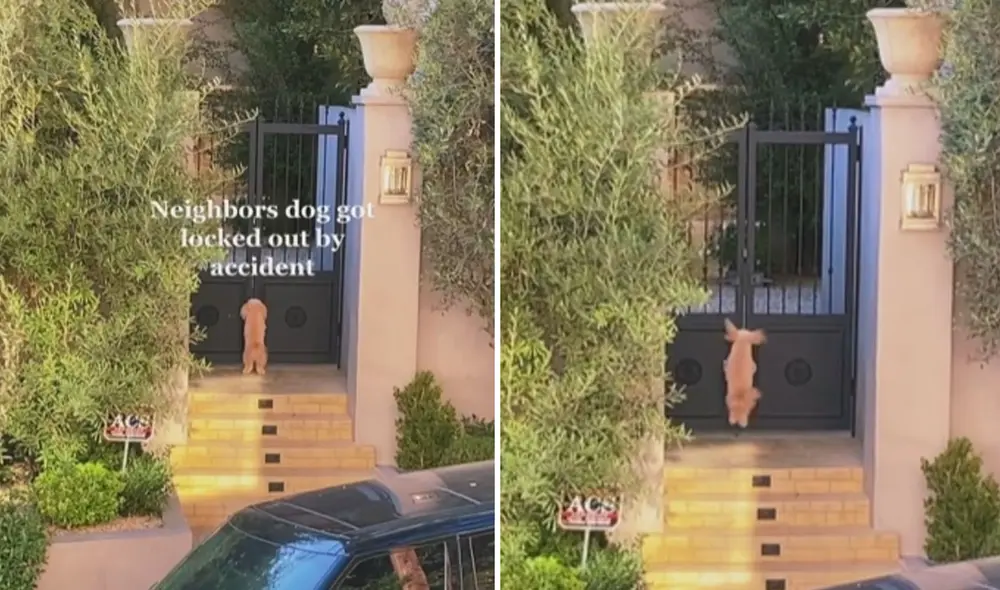 Pese a que el perrito era insistente, nadie le abría la puerta, así que esta joven aprovechó para grabar esta divertida escena. Foto: captura de TikTok