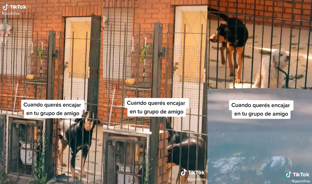 El ave fue el intérprete de una hilarante escena en su vivienda, la cual atrajo el interés de un transeúnte. Foto: captura de TikTok El ave fue el intérprete de una hilarante escena en su vivienda, la cual atrajo el interés de un transeúnte. Foto: captura de TikTok