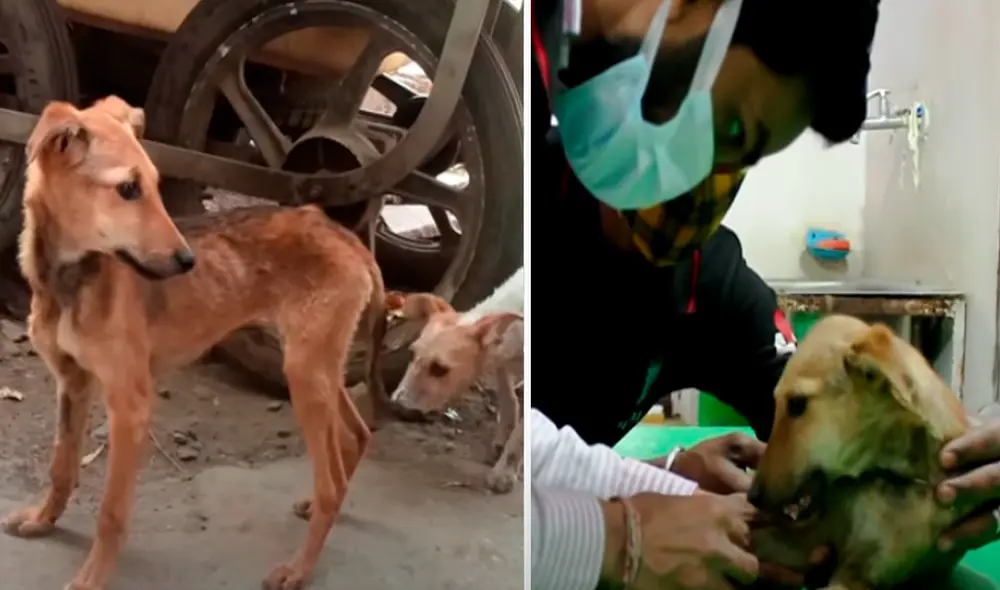El video viral ha sido compartido en el canal Animal Aid Unlimited, India. Foto: captura de YouTube