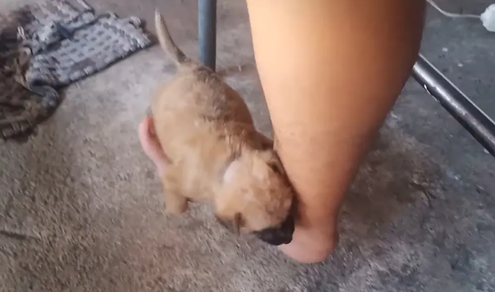 La mujer lleva cuidando al perro por una semana. Foto: captura de YouTube