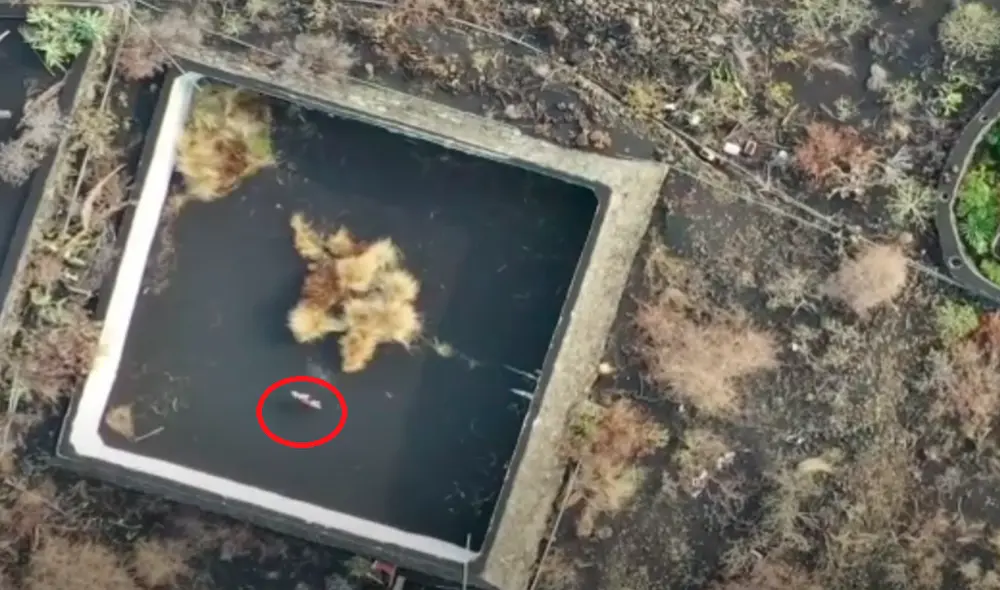 Asociaciones animalistas han pedido ayuda urgente para el animal atrapado en un estanque y rodeado por la lava en La Palma. Foto: captura de video/Canarias7 Asociaciones animalistas han pedido ayuda urgente para el animal atrapado en un estanque y rodeado por la lava en La Palma. Foto: captura de video/Canarias7
