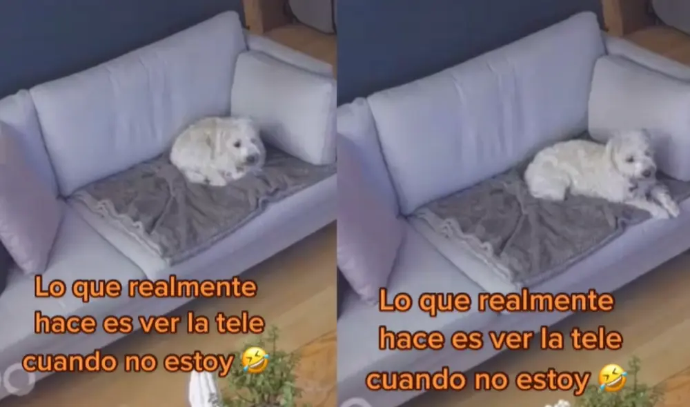 La perrita Mariana fue descubierta descansando en el sofá mientras veía televisión. Foto: captura de TikTok