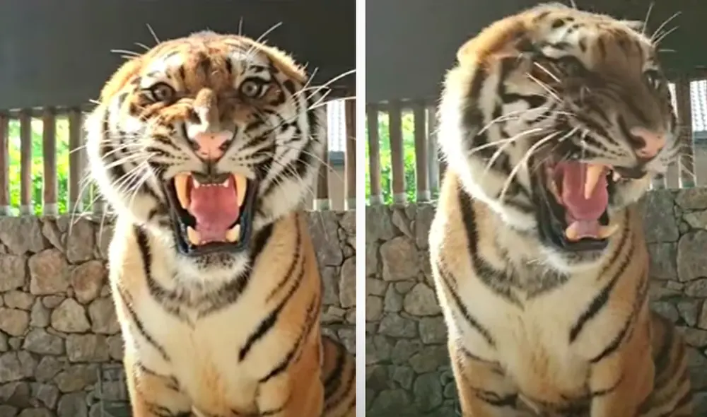 El video viral ha sido compartido en el canal Tiger. Foto: captura de YouTube El video viral ha sido compartido en el canal Tiger. Foto: captura de YouTube