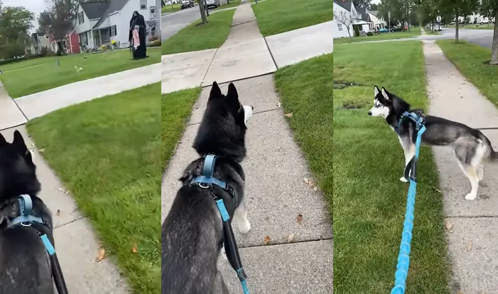 El perro miró fijamente al muñeco por algunos segundos. Foto: captura de YouTube El perro miró fijamente al muñeco por algunos segundos. Foto: captura de YouTube