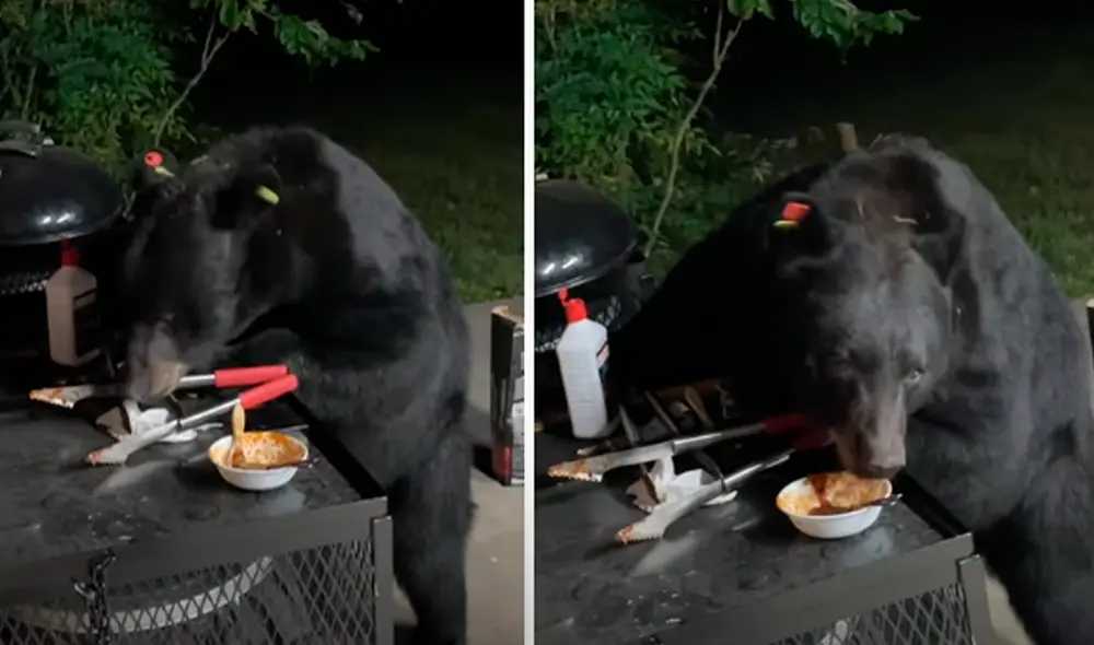 El video ha sido compartido en el canal ViralHog. Foto: captura de YouTube