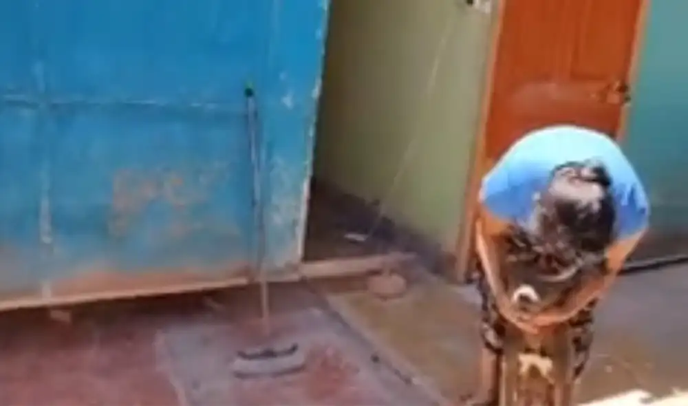 Los dueños se comprometieron a mantener al can dentro de su vivienda. Foto: captura video Radio Americana Los dueños se comprometieron a mantener al can dentro de su vivienda. Foto: captura video Radio Americana