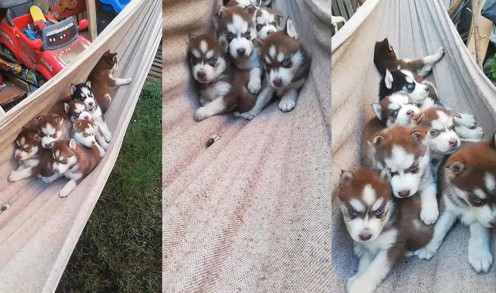 En la escena también se pueden ver a otras especies caninos. Foto: captura de YouTube