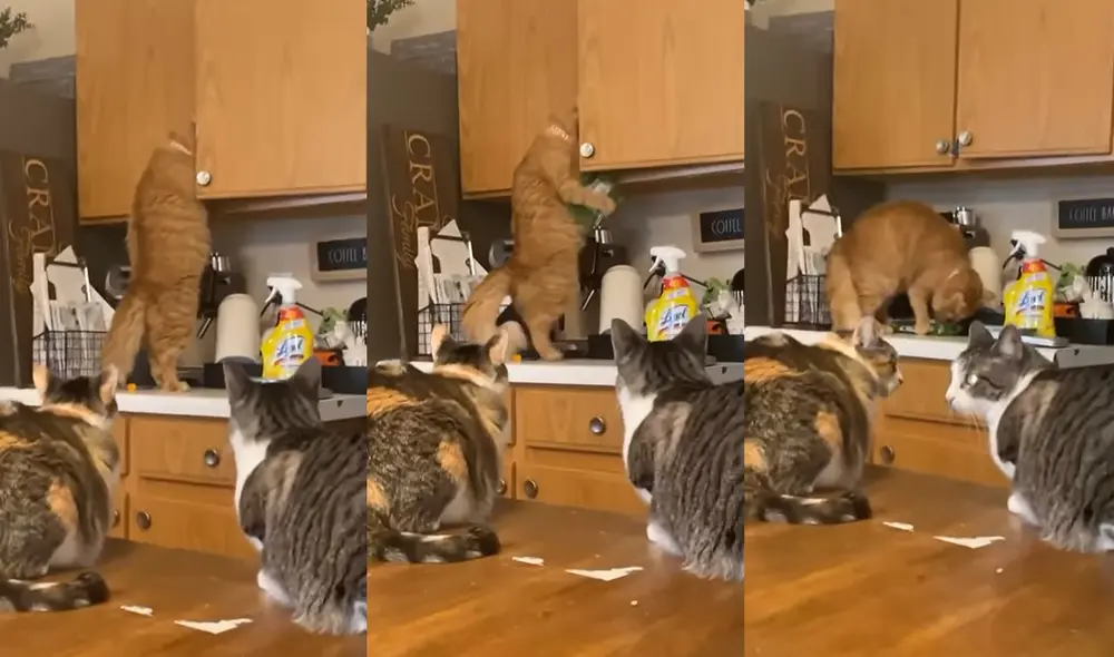 Esto ocurrió en una casa de la ciudad de Saginaw, Texas, USA. Foto: captura de YouTube