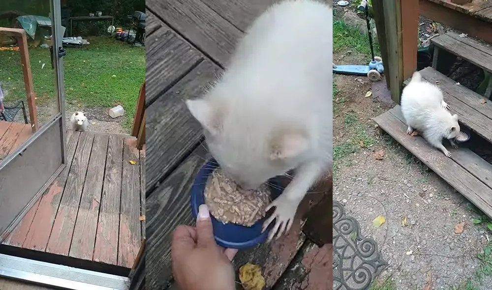 Esto sucedió en un hogar ubicado en la ciudad de Knoxville, Tennessee, USA. Foto: captura de YouTube Esto sucedió en un hogar ubicado en la ciudad de Knoxville, Tennessee, USA. Foto: captura de YouTube