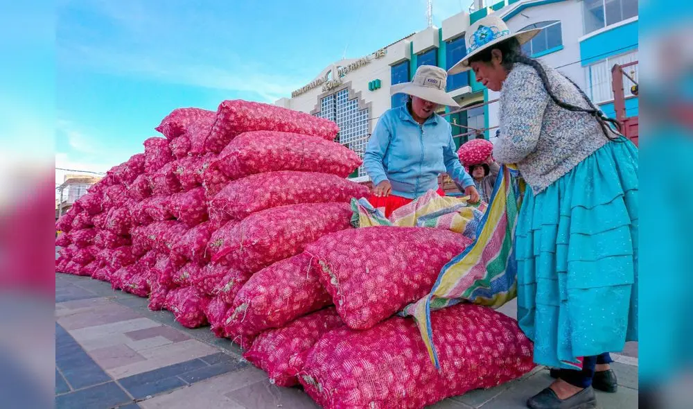 Puno. Acora apunta a convertirse en un gran productor de ajos de altura. Foto: Municipalidad de Acora Puno. Acora apunta a convertirse en un gran productor de ajos de altura. Foto: Municipalidad de Acora