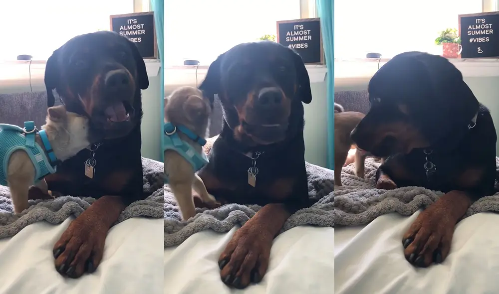 La perrita más grande es muy paciente con quien es su mejor 'amigo'. Foto: captura de YouTube