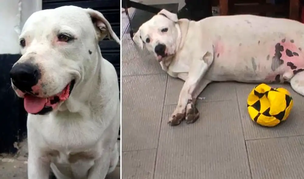 Gracias a la intensa búsqueda de los habitantes de Santa Barbará, Beethoven pudo regresar a su hogar. Foto: Facebook