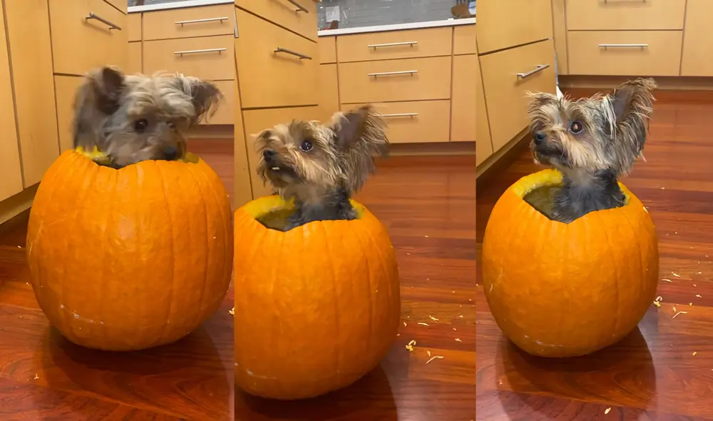 Esto ocurrió en un hogar de Philadelphia, Pennsylvania, USA. Foto: captura de YouTube